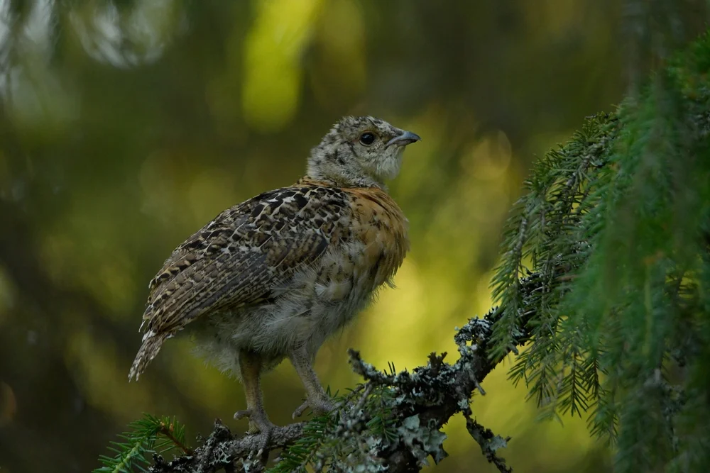 Chinesisches Haselhuhn (Tetrao urogalloides)