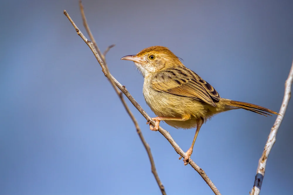 Chinis Cistensänger (Cisticola chiniana)
