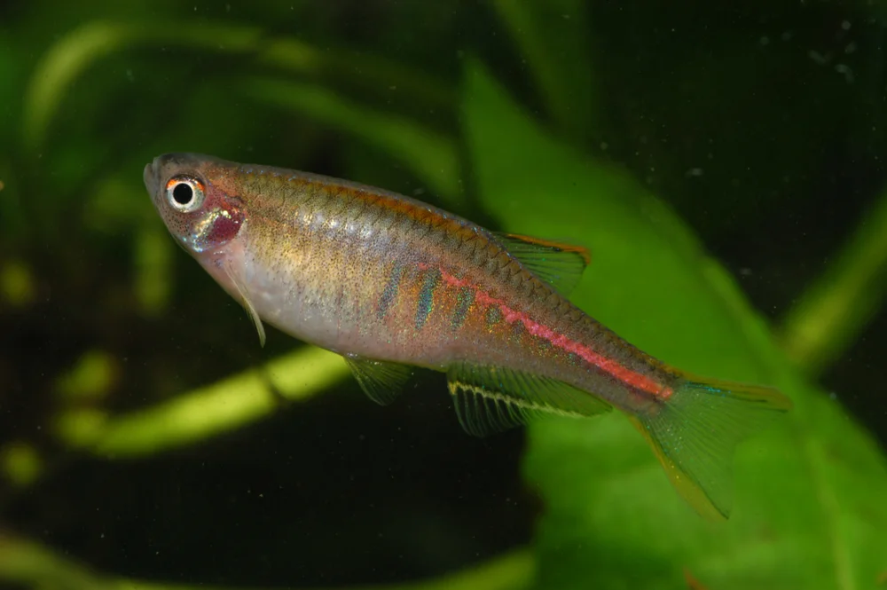 Chopras Bärbling (Danio choprai)