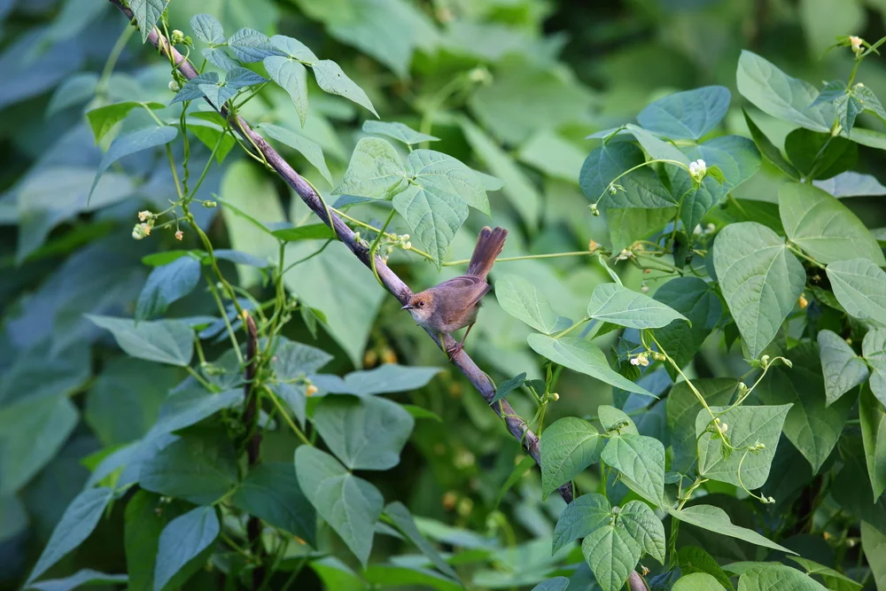 Chubbs Cistensänger (Cisticola chubbi)