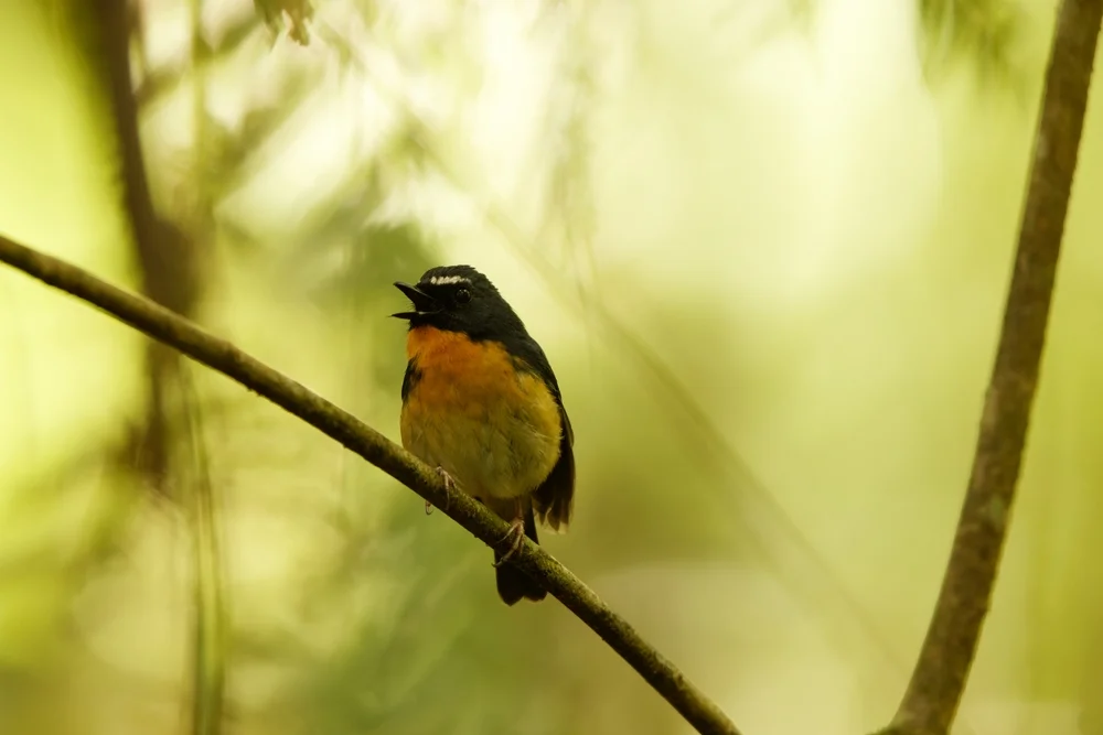 Cinchoneti-Zwergtyrann (Conopias cinchoneti)