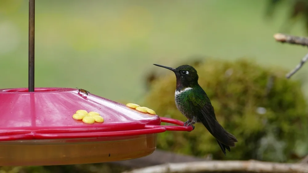 Clarisses Sonnennymphe (Heliangelus clarisse)