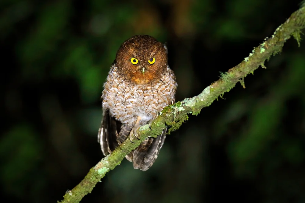 Clark-Kreischeule (Megascops clarkii)