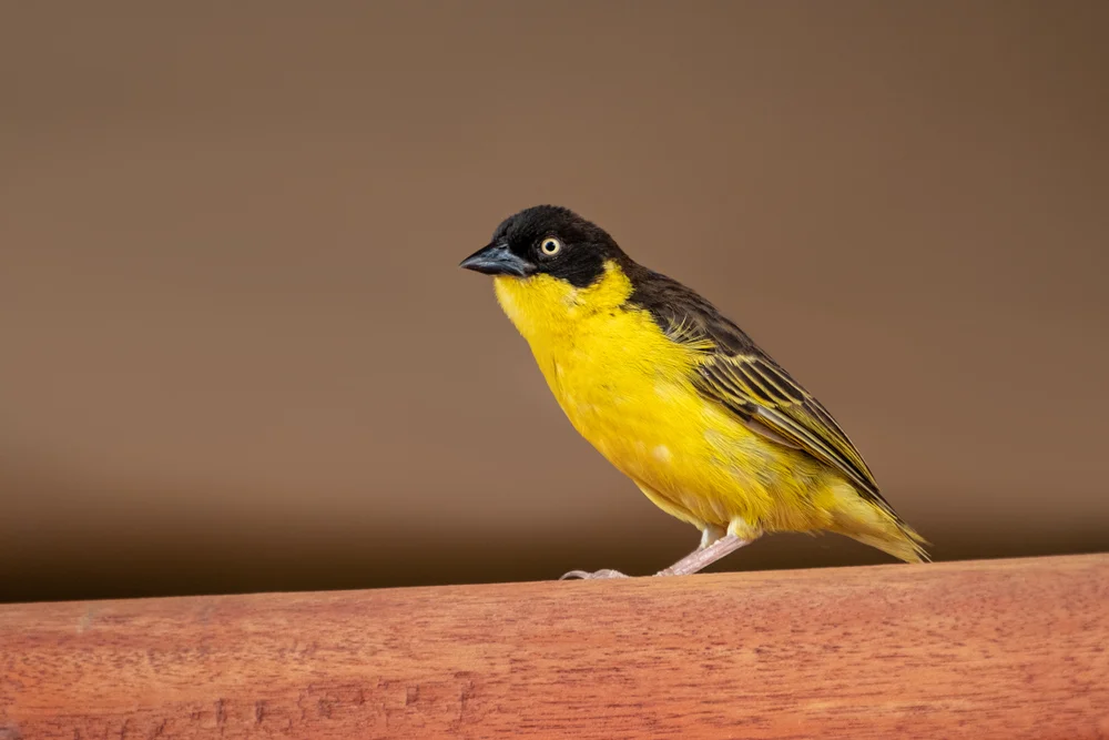 Clarke-Weber (Ploceus golandi)