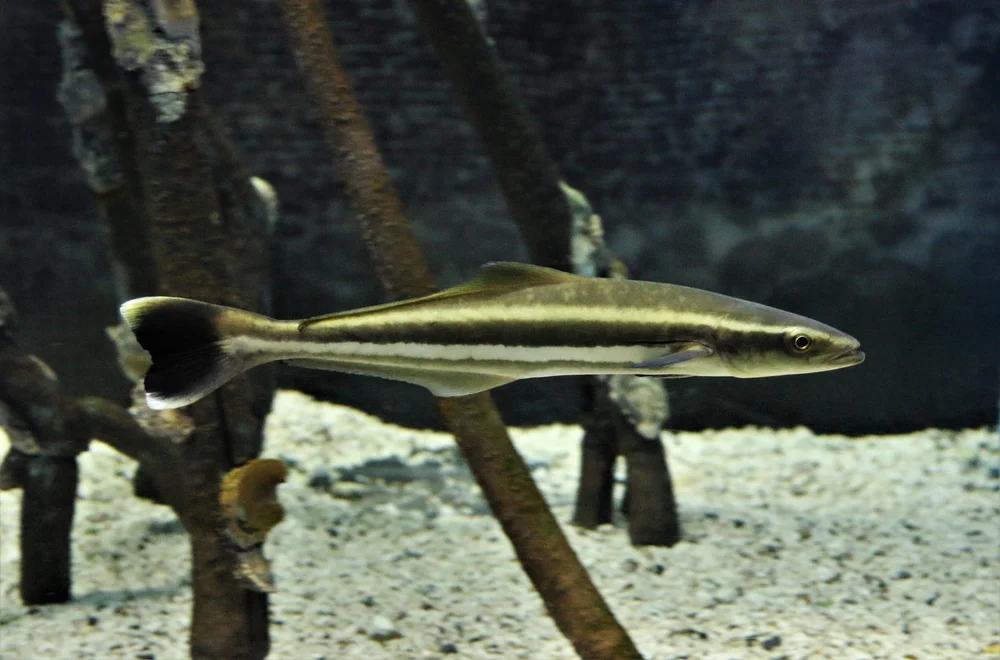 Cobija (Rachycentron canadum)