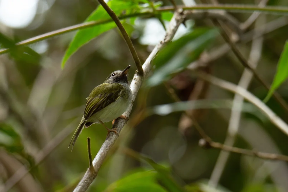 Cohnhaft-Todi (Hemitriccus cohnhafti)