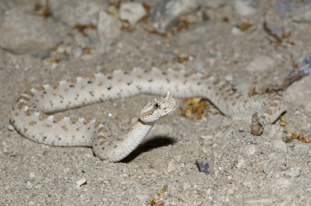 Colorado-Seitenwinder (Crotalus cerastes laterorepens)