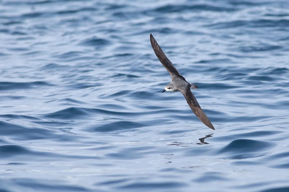 Cooksturmvogel (Weißhals-Sturmvogel)