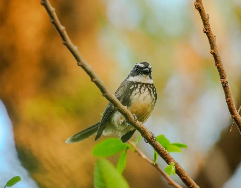 Coquerells Fächerschwanz (Rhipidura cockerelli)