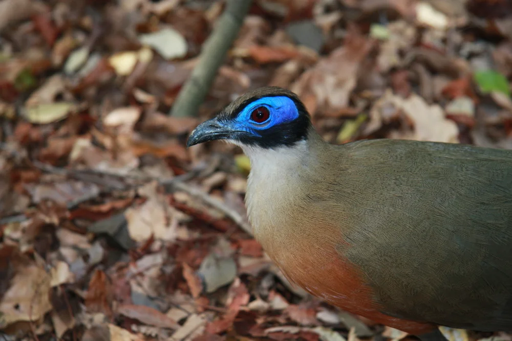 Coquerels Kuckuck (Coua coquereli)