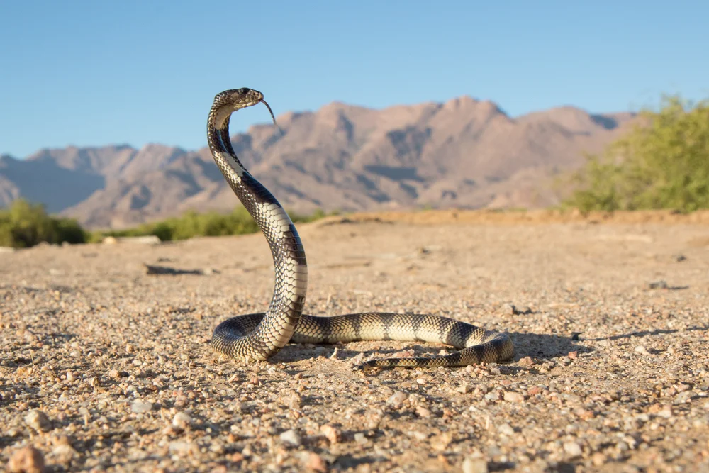 Coral Cobra (Aspidelaps lubricus)