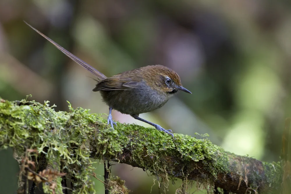 Corys Ameisenpitta (Schizoeaca helleri)