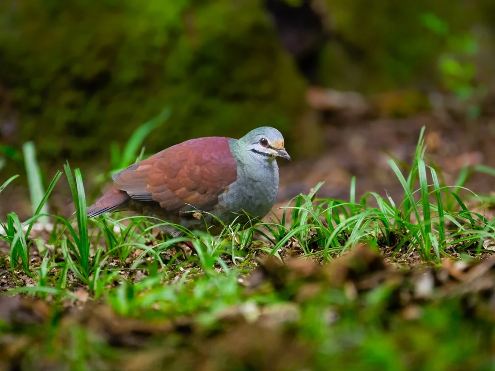 Costa Rica-Fruchttaube (Geotrygon costaricensis)