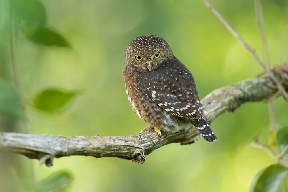 Costa Rica Zwergkauz (Glaucidium costaricanum)