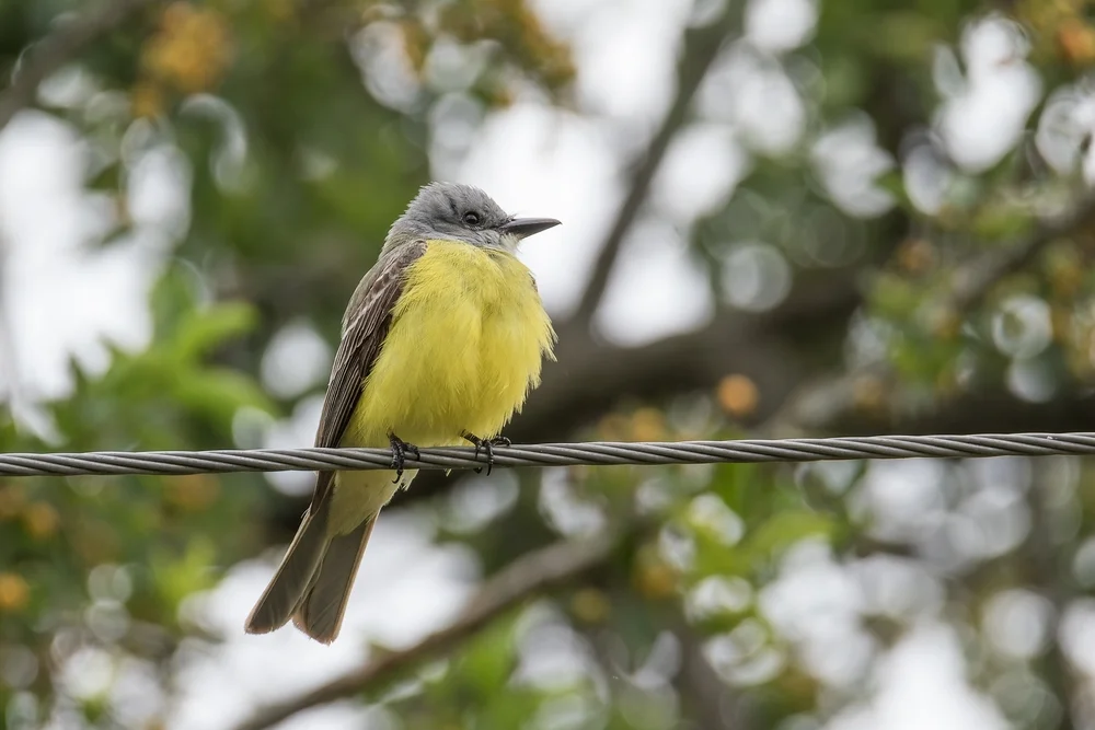 Couch-Königstyrann (Tyrannus couchii)