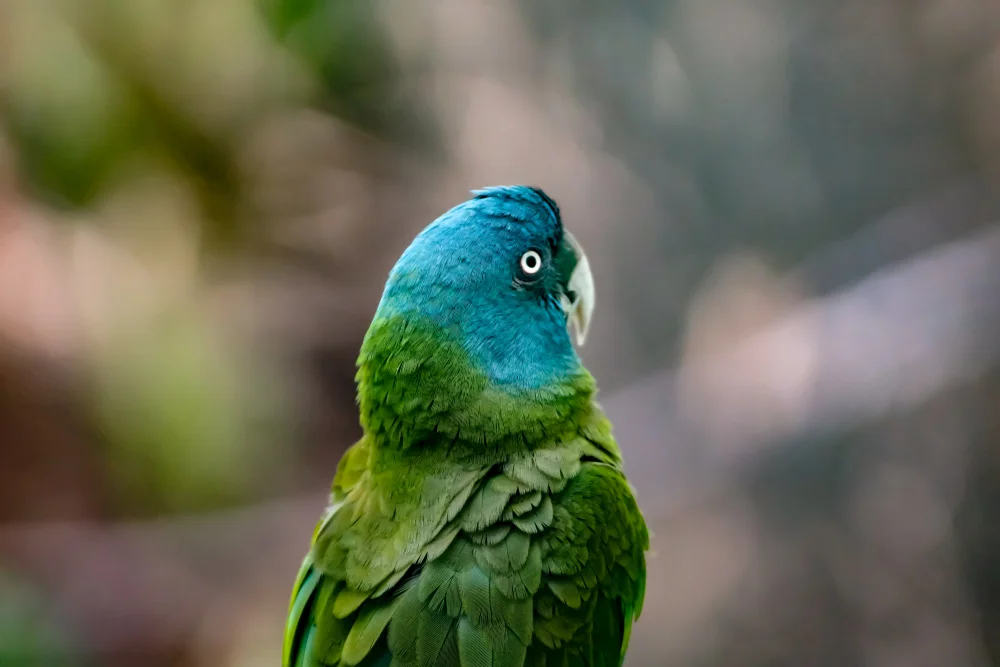 Coulons Arasittich (Pnmolius couloni)