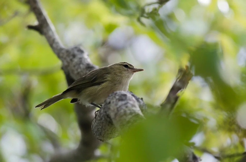 Cuban Vireo (Vireo gracilirostris)