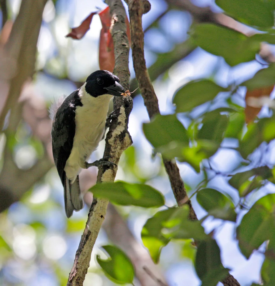Cubanischer Buntspecht (Weißhalsspecht)