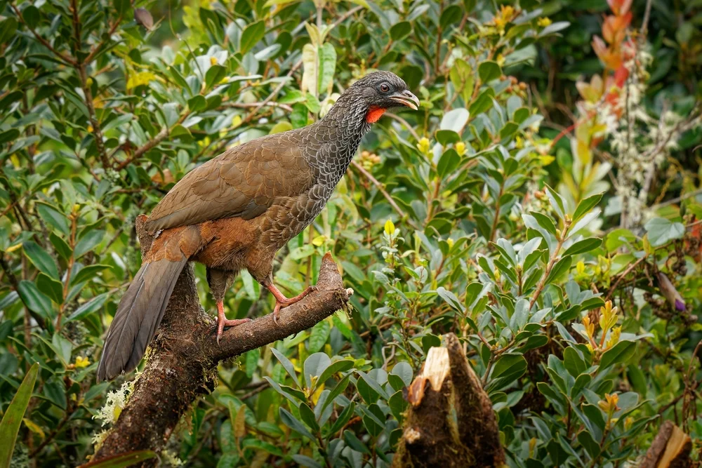 Dabbenes Guan (Penelope dabbenei)