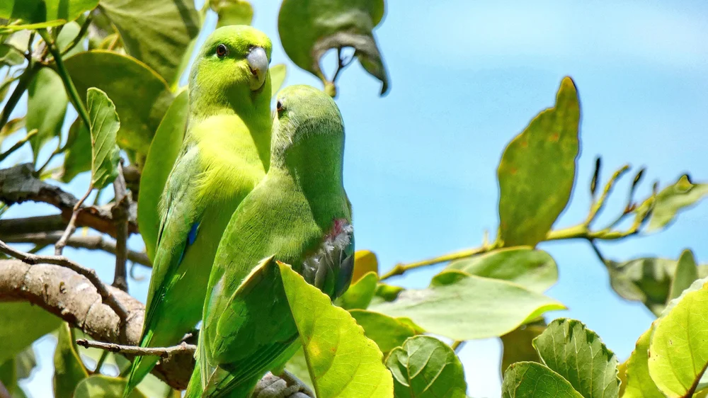 Dachille-Sperlingspapagei (Nannopsittaca dachilleae)