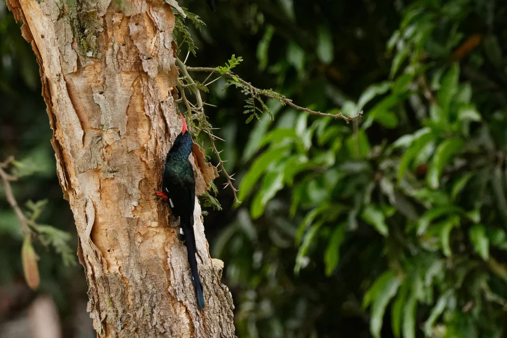 Damara-Specht (Phoeniculus damarensis)