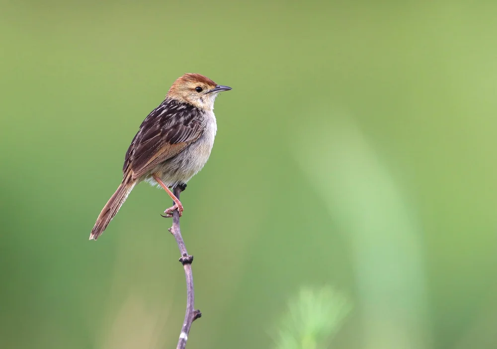 Dambo-Cistensänger (Cisticola dambo)