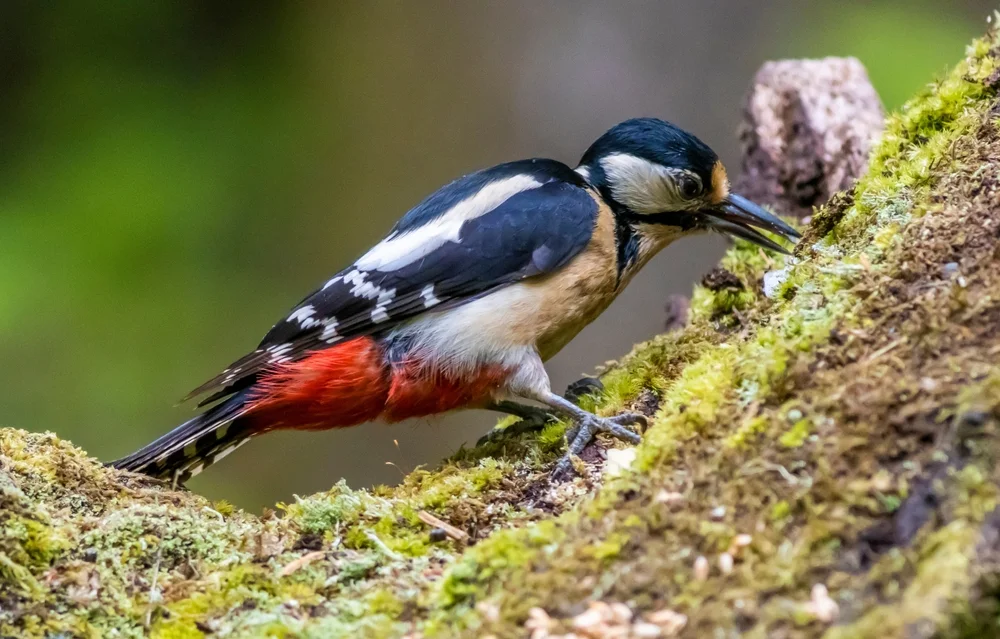 Darjeeling-Buntspecht (Dendrocopos darjellensis)
