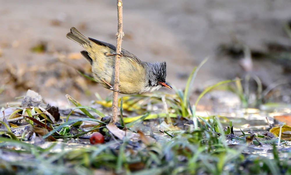 Darwin-Taube (Yuhina nigrimenta)