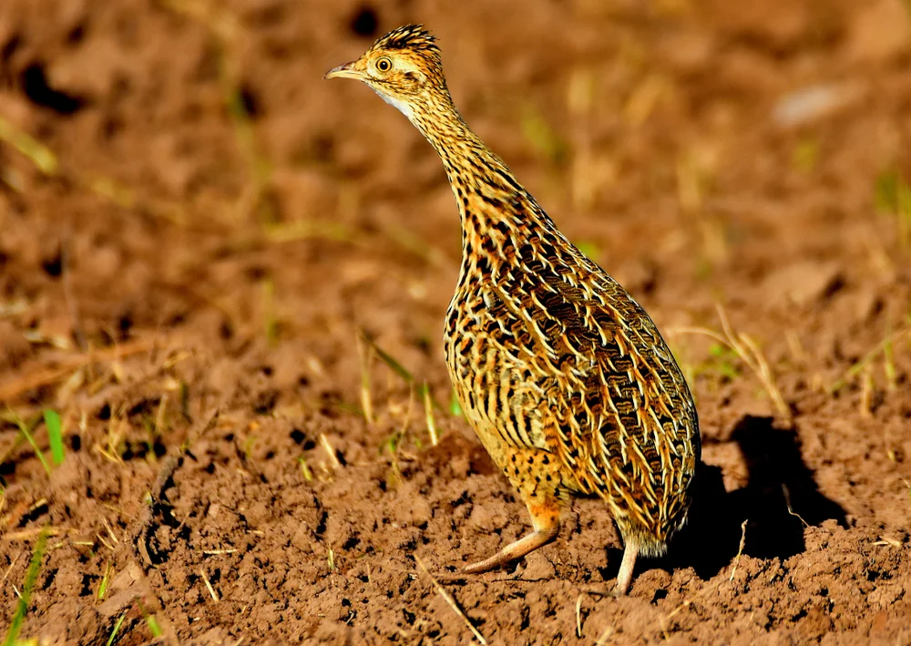 Darwins Zwerg-Steißhuhn (Nothura darwinii)