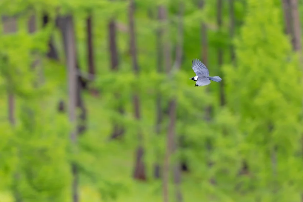 Daurische Krähe (Corvus dauuricus)