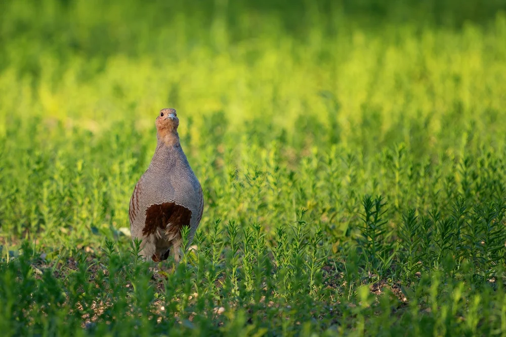 Daurische Rebhuhn (Perdix daurica)