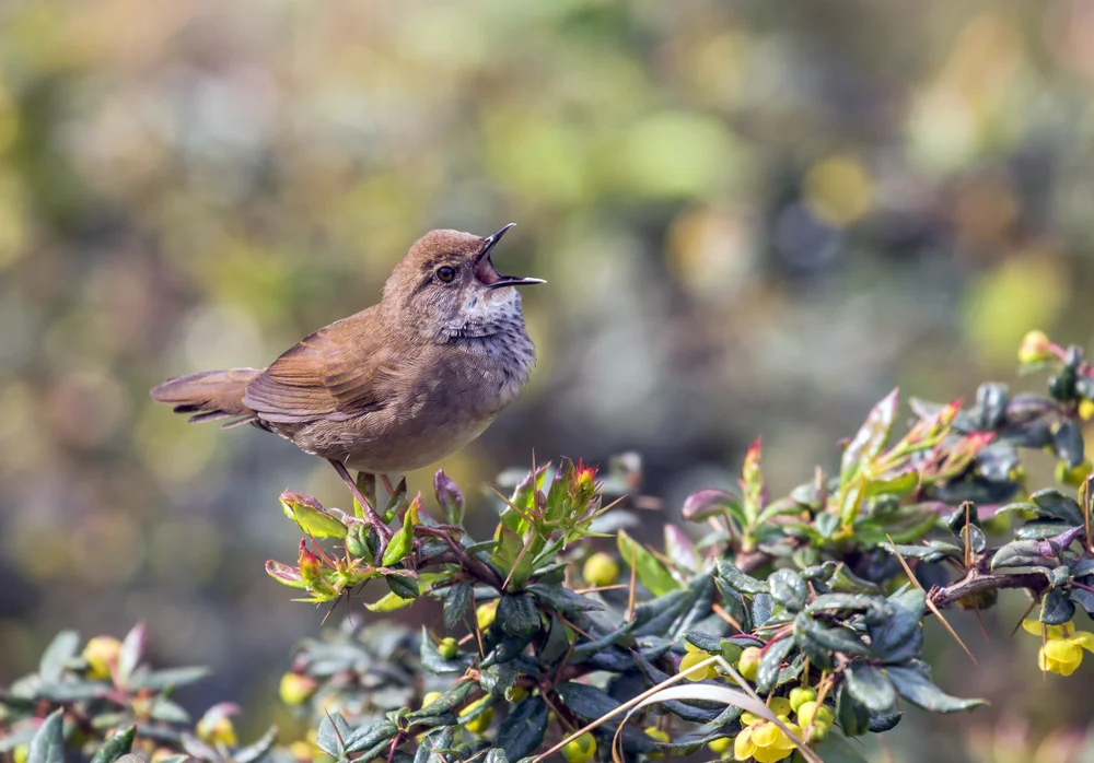 Davids Grassänger (Locustella davidi)