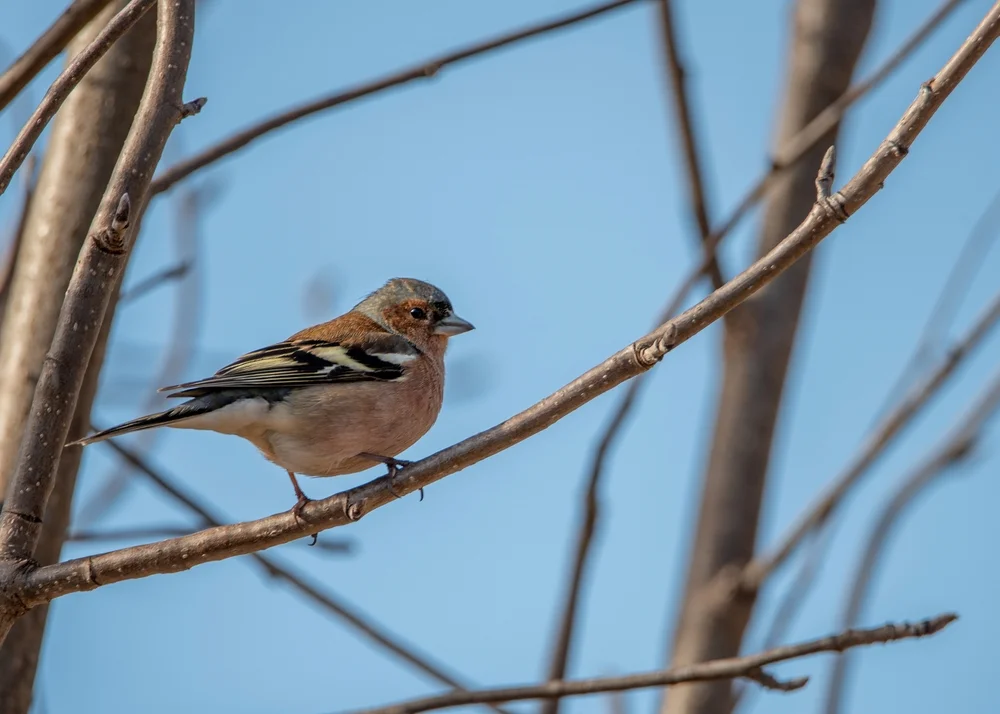 Davids Schneefink (Montifringilla davidiana)