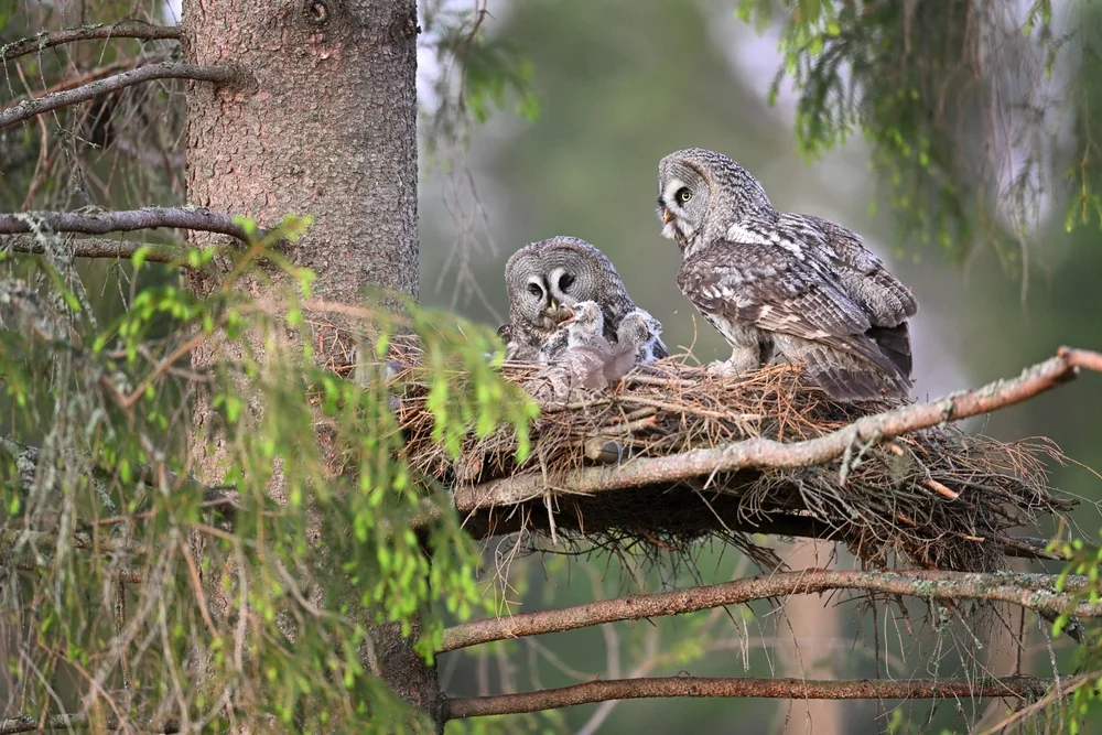 Davids-Waldkauz (Strix davidi)