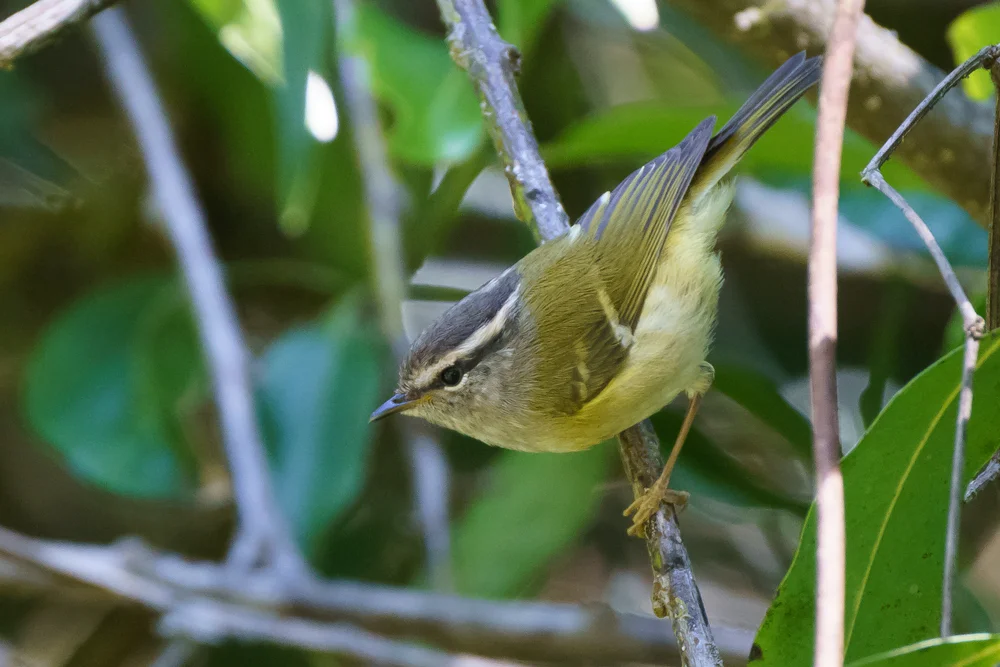 Davisons Laubsänger (Phylloscopus davisoni)
