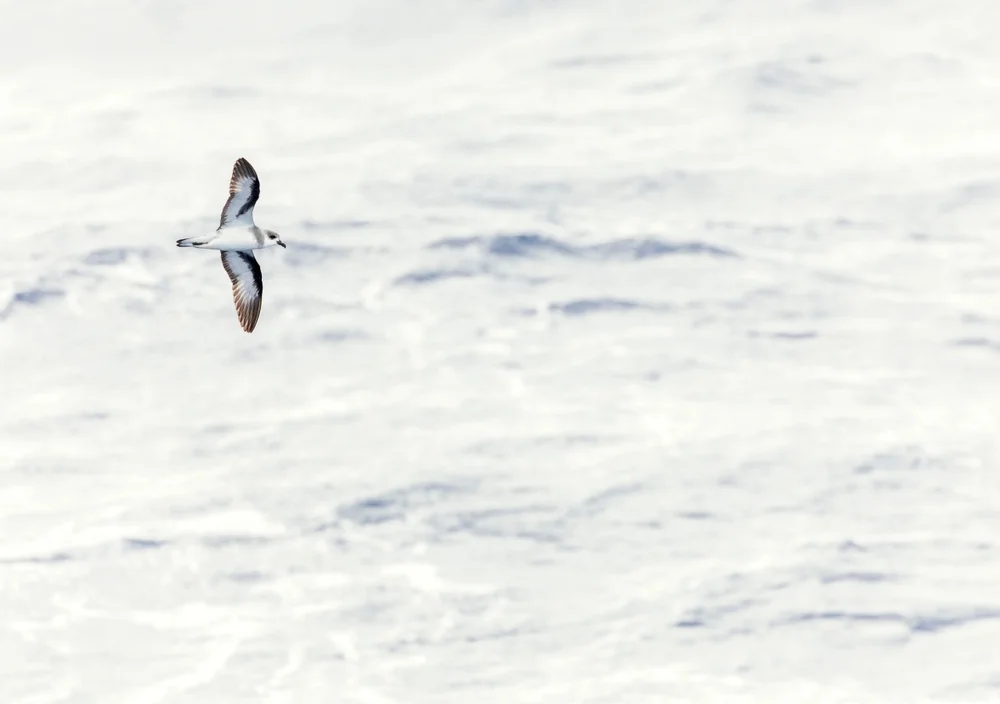 De Filippis Sturmvogel (Pterodroma defilippiana)