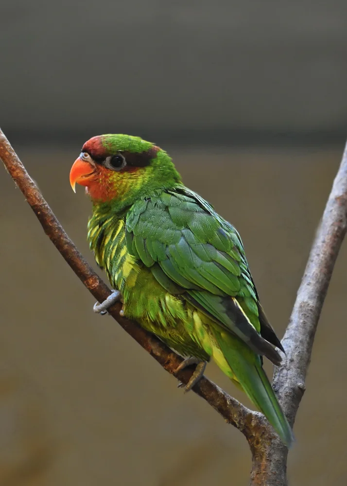 De-Freycinet-Lori (Trichoglossus haematodus)