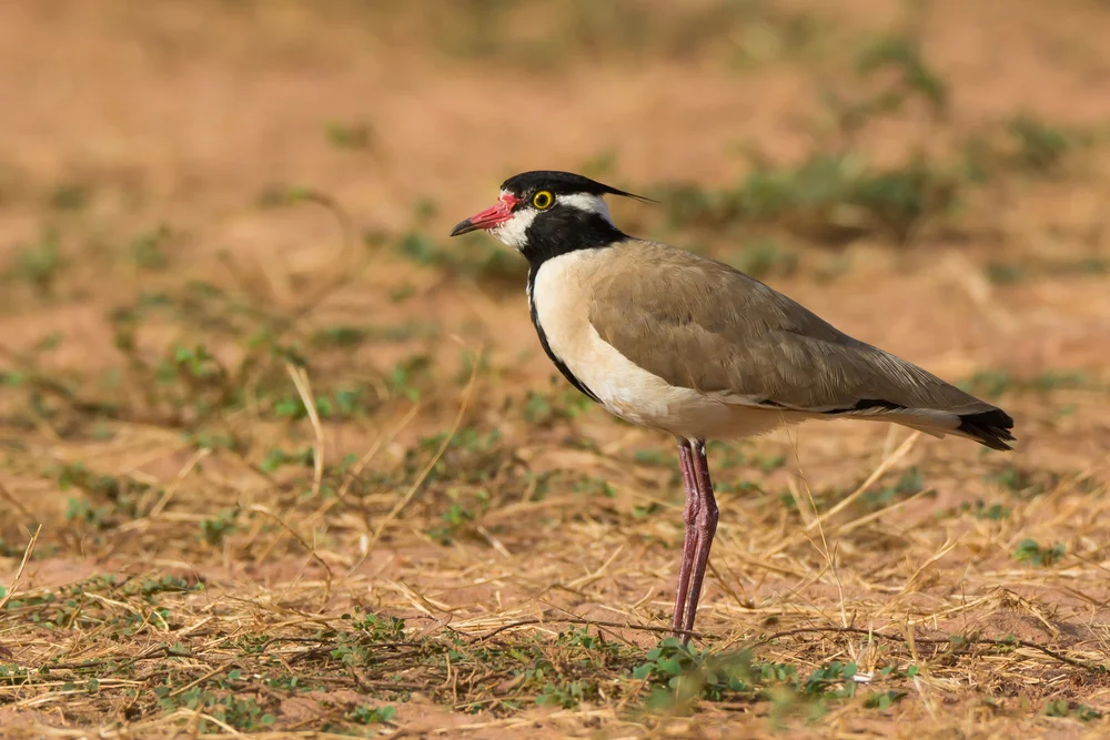 Deckenkiebitz (vanellus tectus)