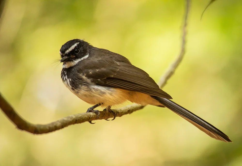 Dedems Fächerschwanz (Rhipidura dedemi)
