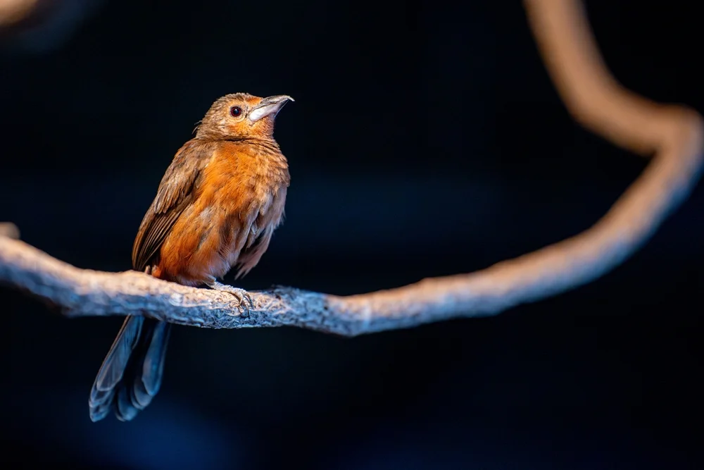 Delatré-Tangare (Tachyphonus delatrii)