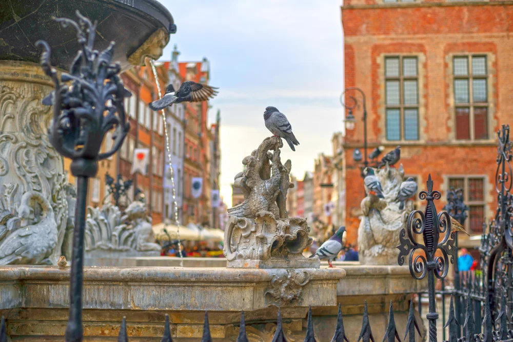 Delegorgues Taube| (Columba delegorguei)