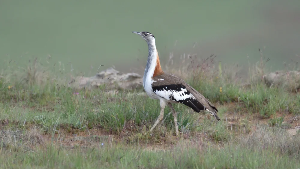 Denham-Trapphuhn (Neotis denhami)