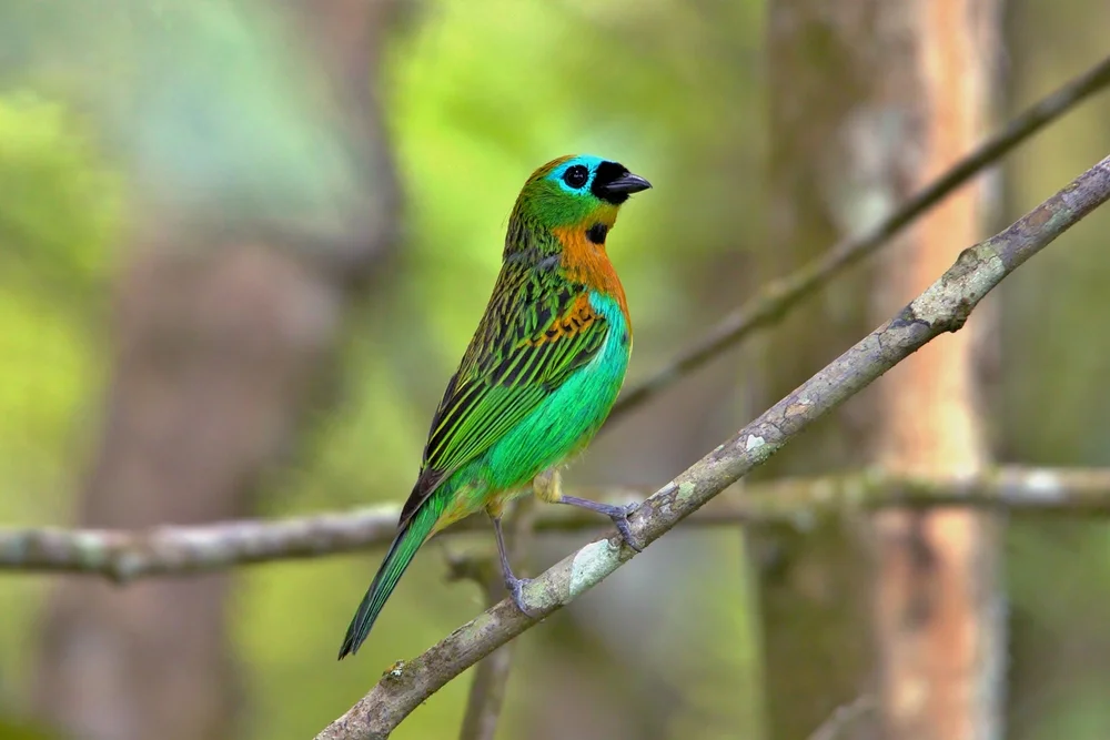 Desmarest-Tangare (Blaubauch-Tangare)