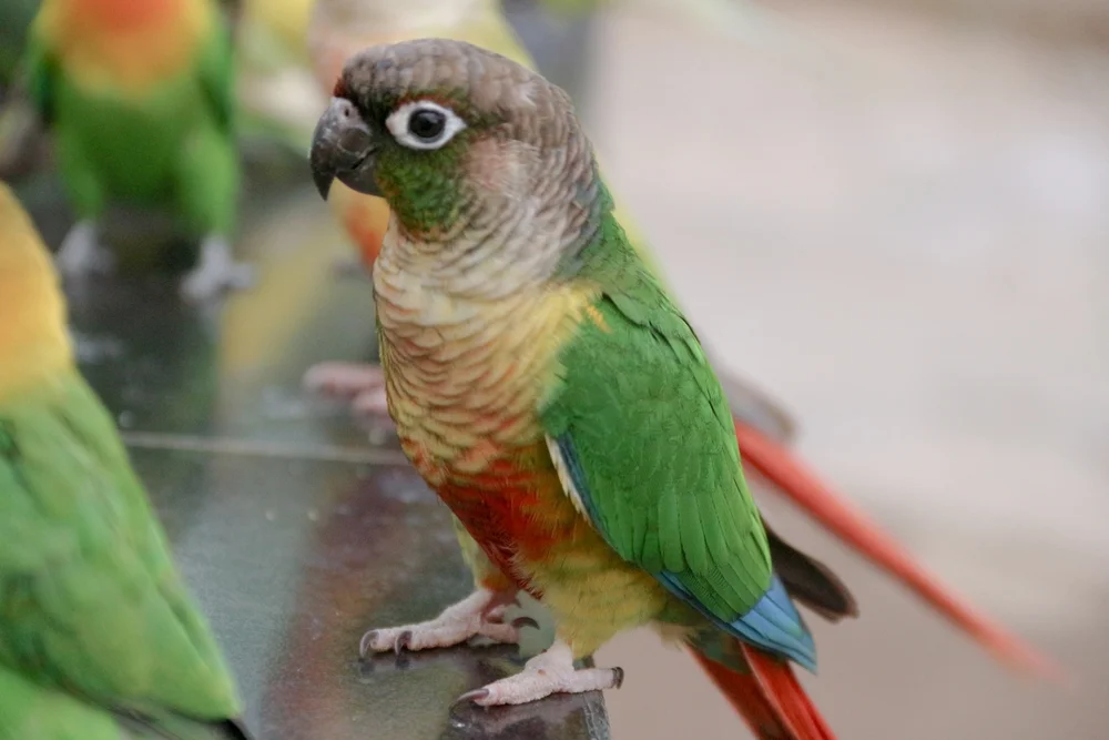 DeVilles Sittich (Pyrrhura cruentata)