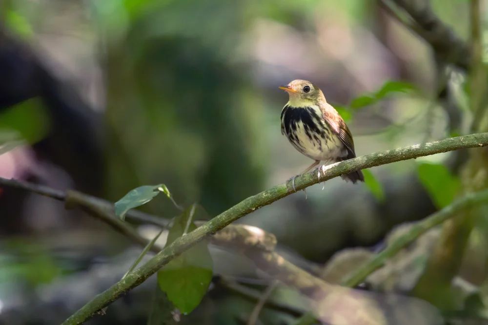 Diadem-Paradiesvogel (Corythopis delalandi)
