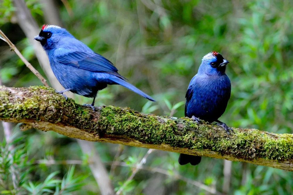 Diadem-Säger (Stephanophorus diadematus)