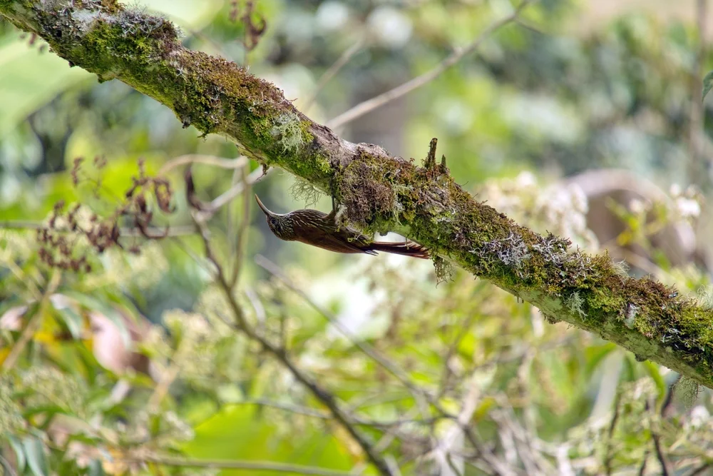 Diadem-Schopfyuhina (Xiphorhynchus susurrans)