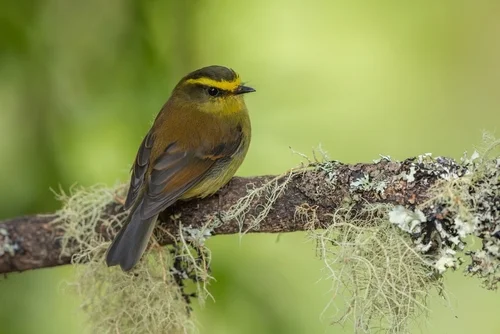 Diademtyrann (Ochthoeca diadema)