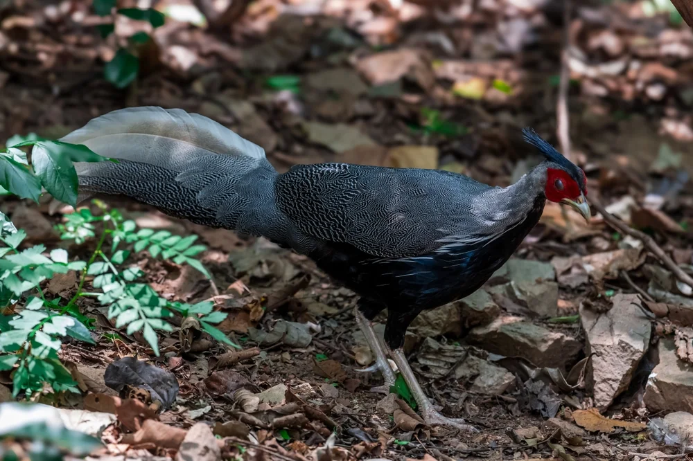Diards Fasan (Lophura diardi)