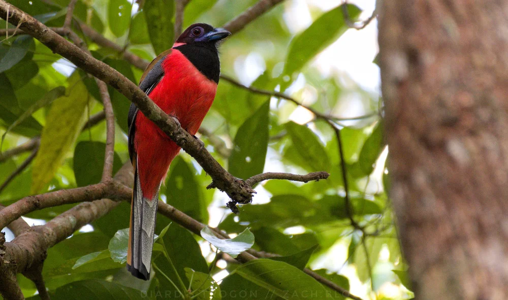 Diards Nektarvogel (Harpactes diardii)